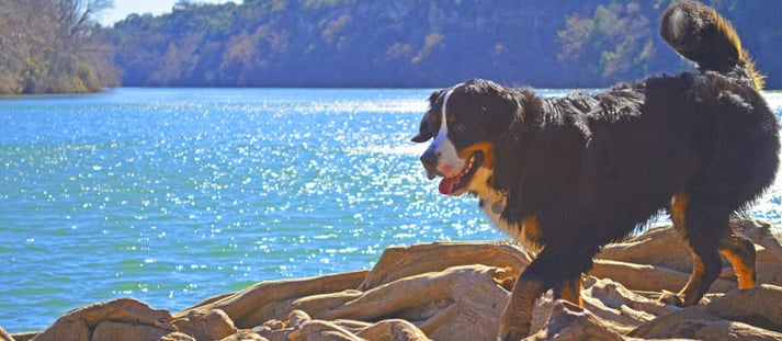 10 Most Dog-Friendly Vacation Spots in the U.S.
