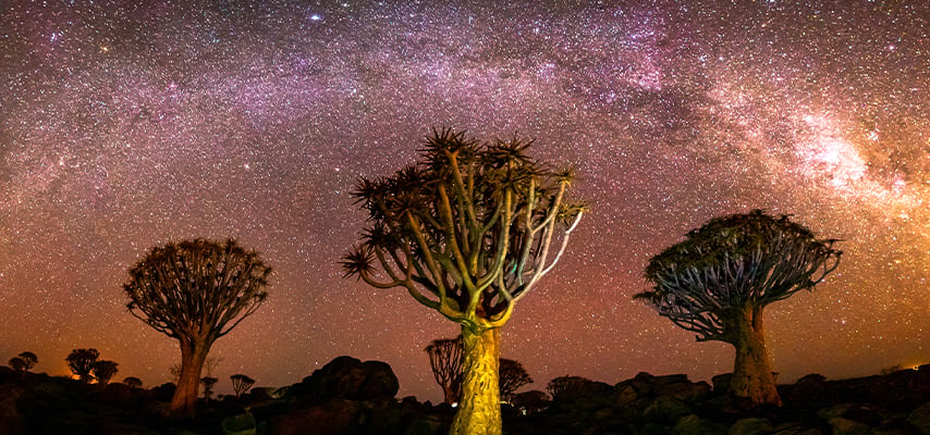Quivertree forest under the milkyway near Ketmanshoop