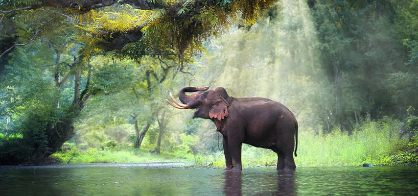 Elephant standing in shallow forest stream surrounded by lush green trees and misty morning light.