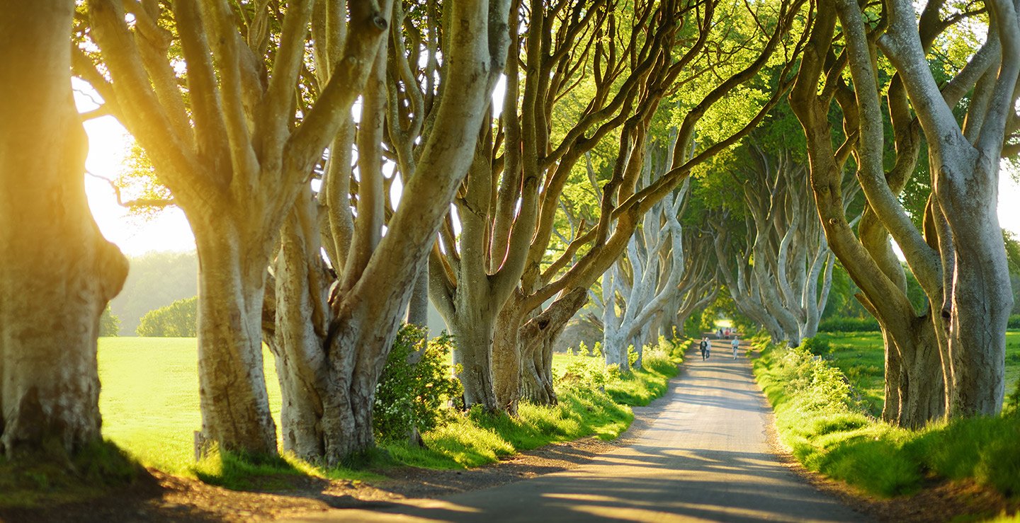 majestic and enchanting road of beech trees intertwining and forming a natural tunnel