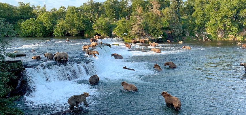 Brown Bears at Brooks Falls in Katmai National Park, Alaska