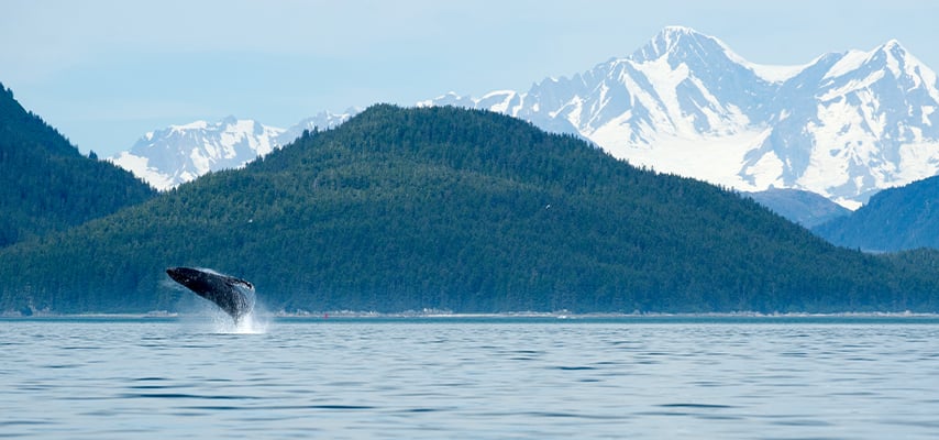A humpback whale breaches in Alaska