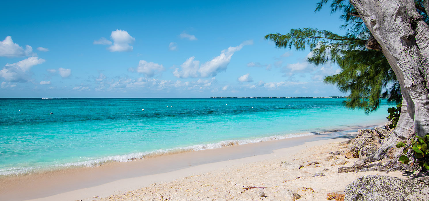 Seven Mile Beach with white sandy beach, turquoise colored sea and old tree along the coastline of the Island, Grand Cayman.