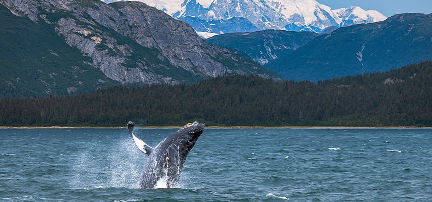 Humpback whale breaching the surface of Alaskan waters with snow-covered mountains in background.