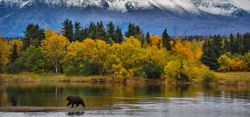 A bear seeks salmon along the river edge with a beautiful fall background and winter looming