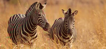 Inteletravel-Blog-10-African-Safaris-That-Will-Change-Your-Life