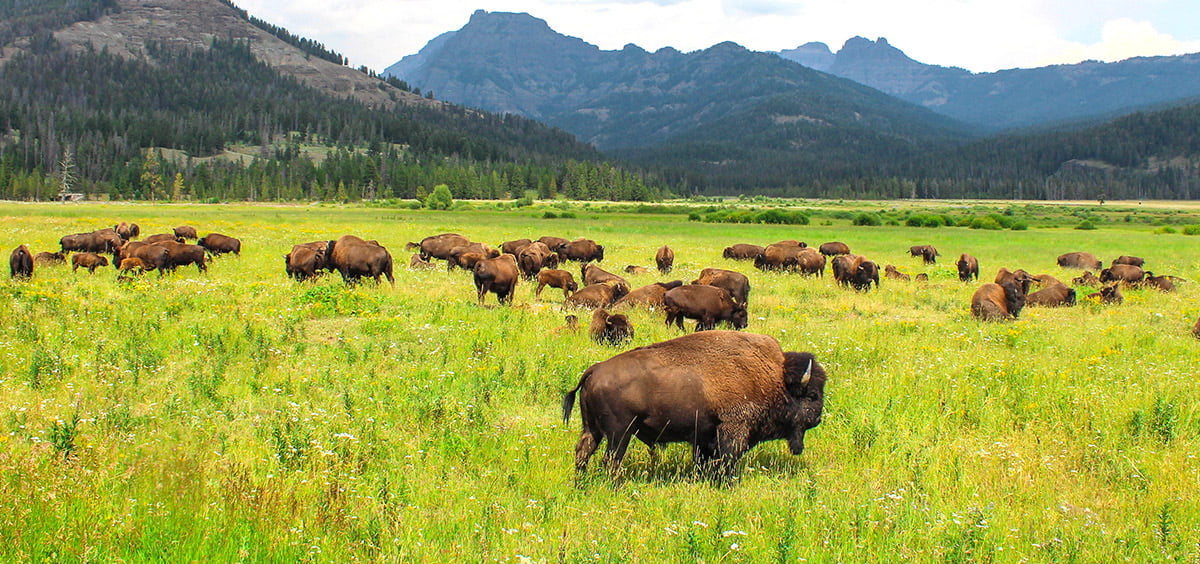 Lamar Valley filled with wild buffalos