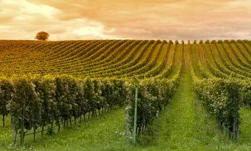 Monterey-Wine-Country.jpg
