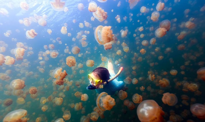 Visit-Jellyfish-Lake.jpg