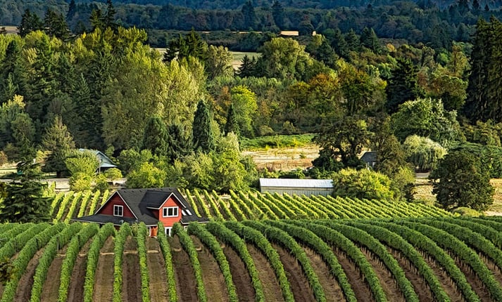 The Best Wine Regions to Visit this Autumn
