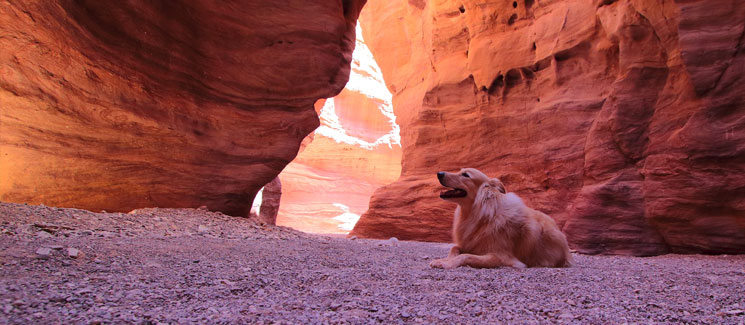 Grand-Canyon-Dog-Friendly