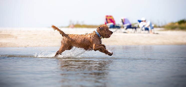 dog running on sunny beach